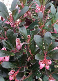 Arctostaphylos uva-ursi 'Vancouver Jade'